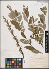 Foto von Salix aurita L. x Salix repens L.